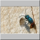 Chrysis ignita - Goldwespe 07b.jpg